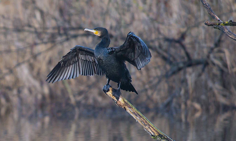 ENQUETE PUBLIQUE GRAND CORMORAN